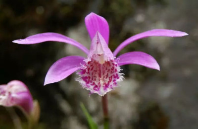 Orchideenreise nach Sichuan